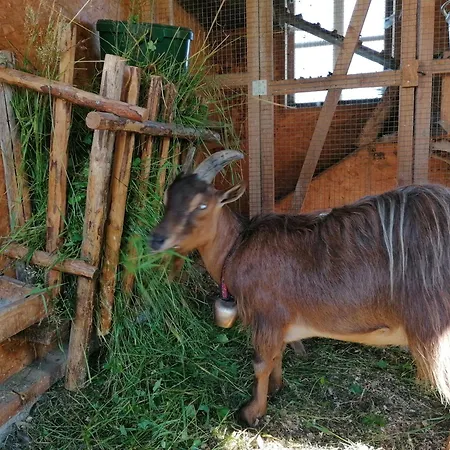 Bifeis Huette * Altenmarkt im Pongau