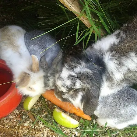 Bifeis Huette アパート アルテンマルクト・イム・ポンガウ
