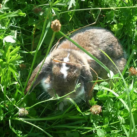 Apartament Bifeis Huette Altenmarkt im Pongau