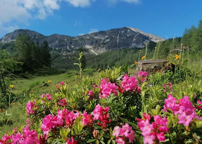 Bifeis Huette Lejlighed