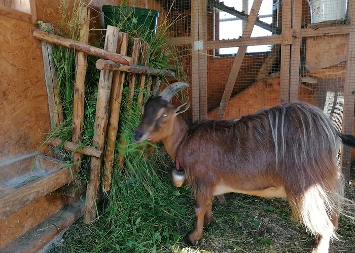 Bifeis Huette * Altenmarkt im Pongau
