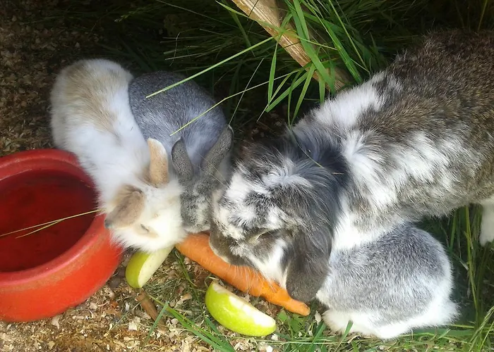Bifeis Huette Lejlighed Altenmarkt im Pongau
