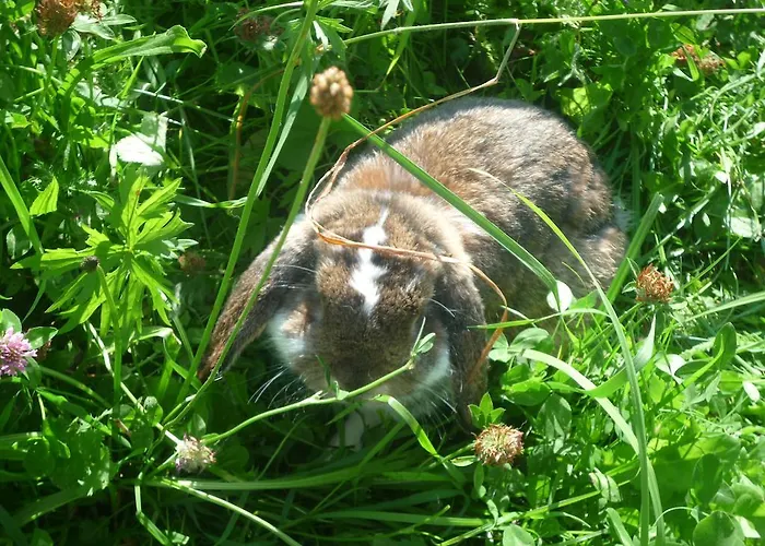 Lejlighed Bifeis Huette Altenmarkt im Pongau